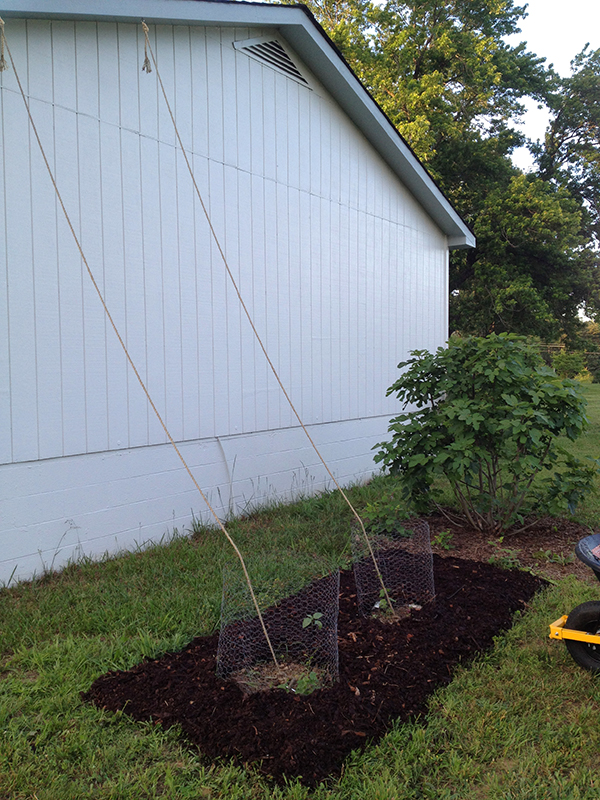 HopMulchWeb HopMulchWeb