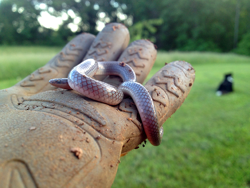 SnakeWeb SnakeWeb