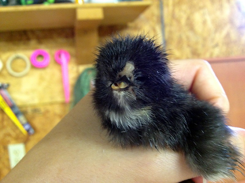 Bonafide Farm chick born with one eye