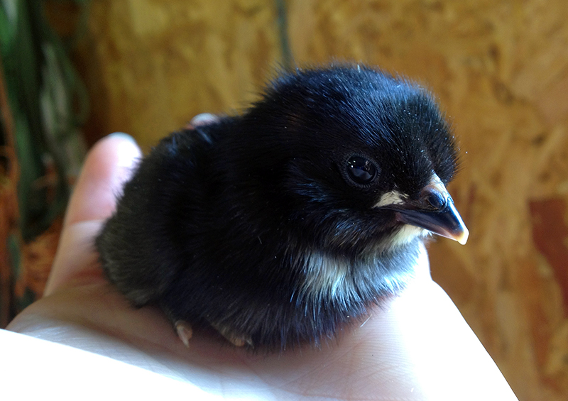 black baby chickens