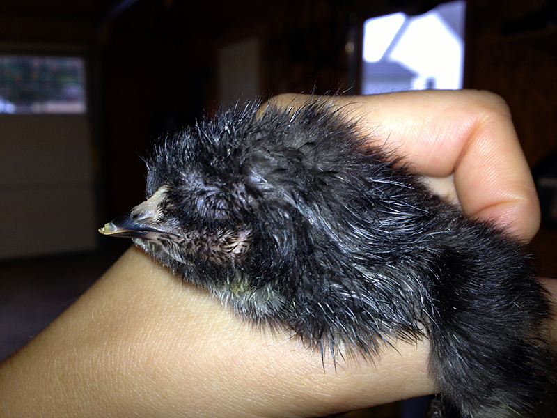 Bonafide Farm chick born with one eye