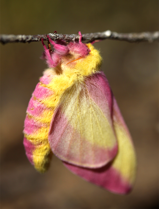 What is the Rosy Maple moth used for? - Quora