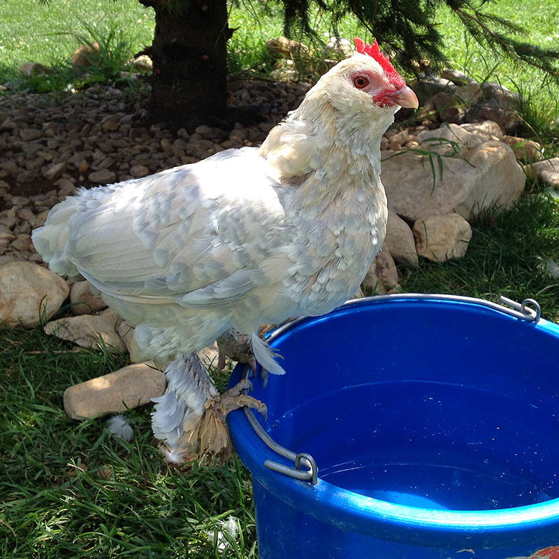 Gold Laced Brahma Chicken Breeding Pair - farm & garden - by owner - sale -  craigslist